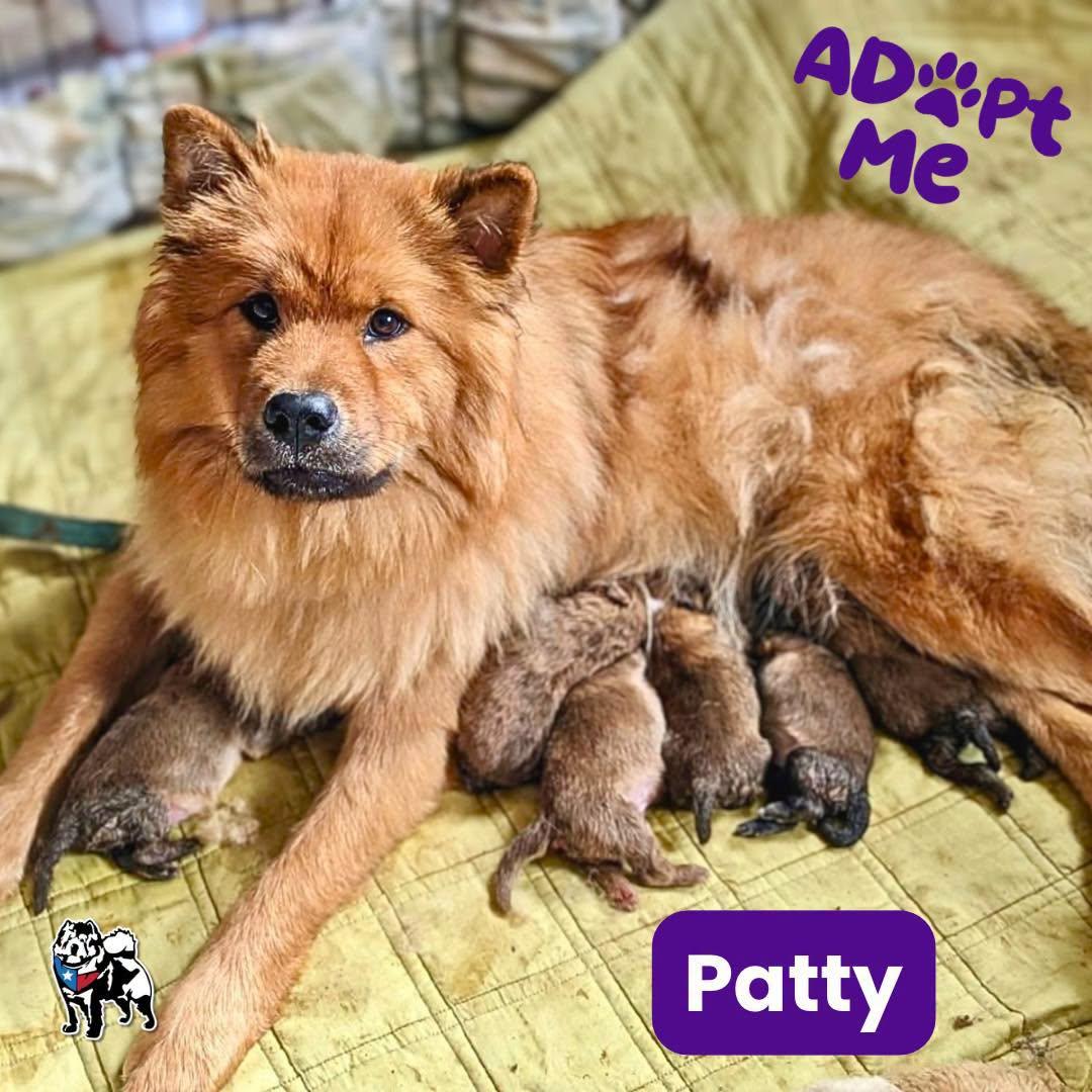 Patty, Adoptable, Young Female Chow Chow.