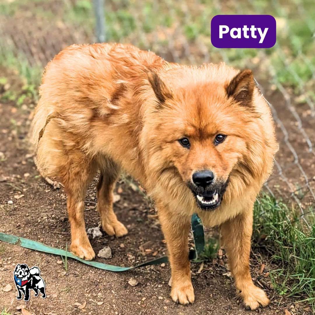 Patty, a Adoptable Chow Chow in Houston, TX image 2/2