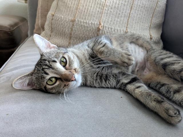 Iris, ADOPTABLE, Adult Female Domestic Short Hair.