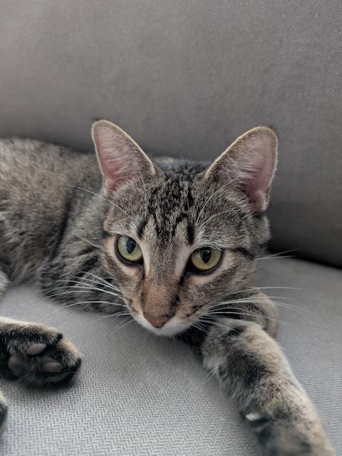 Iris, a ADOPTABLE Domestic Short Hair in Denver, CO image 3/4