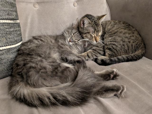 Enlarge Iris and Laurel, a ADOPTABLE Domestic Short Hair in Denver, CO image 1/5