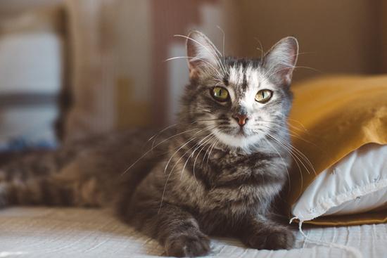 Enlarge Iris and Laurel, a ADOPTABLE Domestic Short Hair in Denver, CO image 3/5