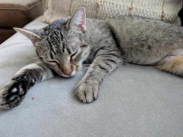 Iris, a ADOPTABLE Domestic Short Hair in Denver, CO image 2/4