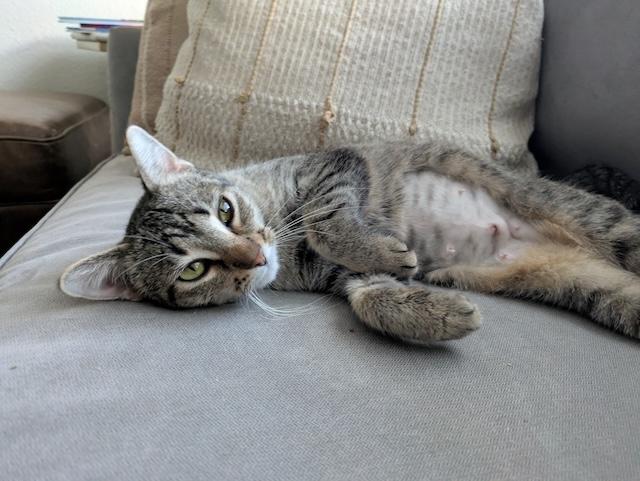 Iris, a ADOPTABLE Domestic Short Hair in Denver, CO image 4/4