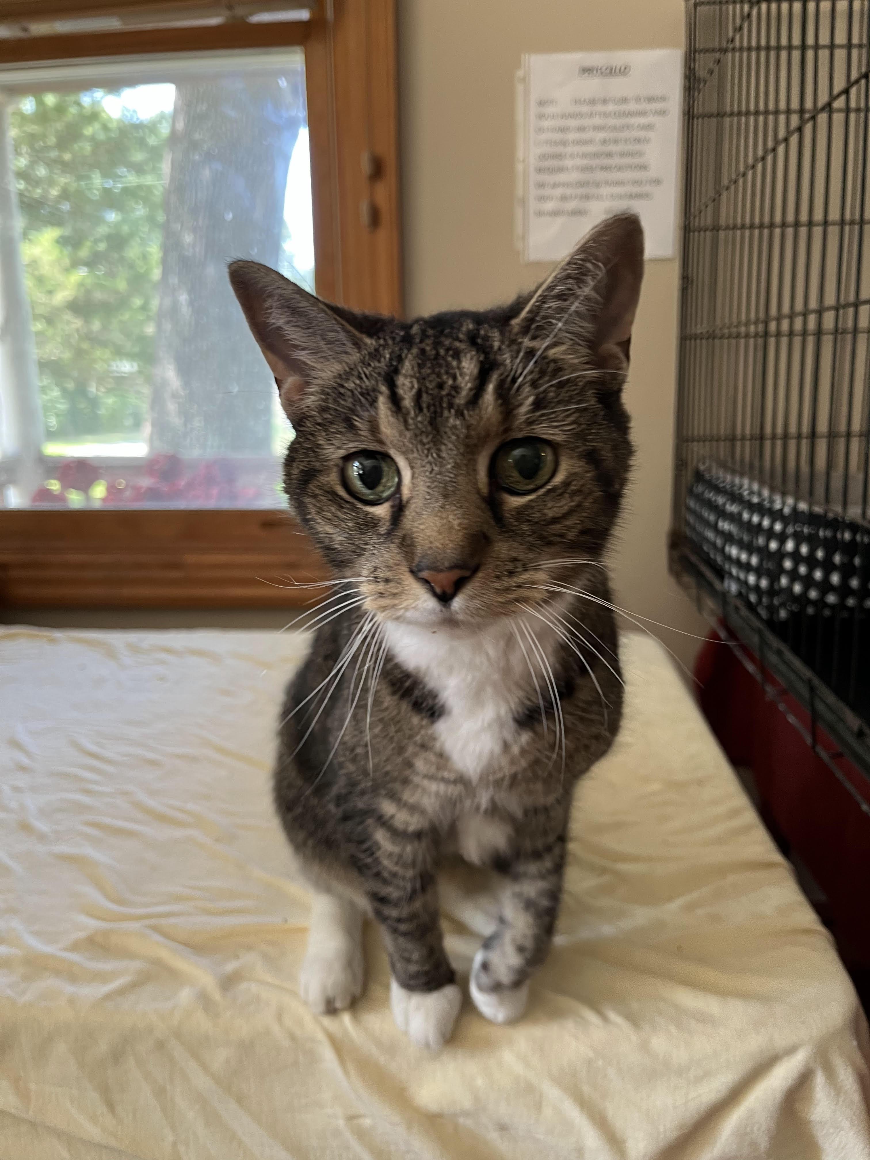 Hope, ADOPTABLE, Senior Female Domestic Short Hair.