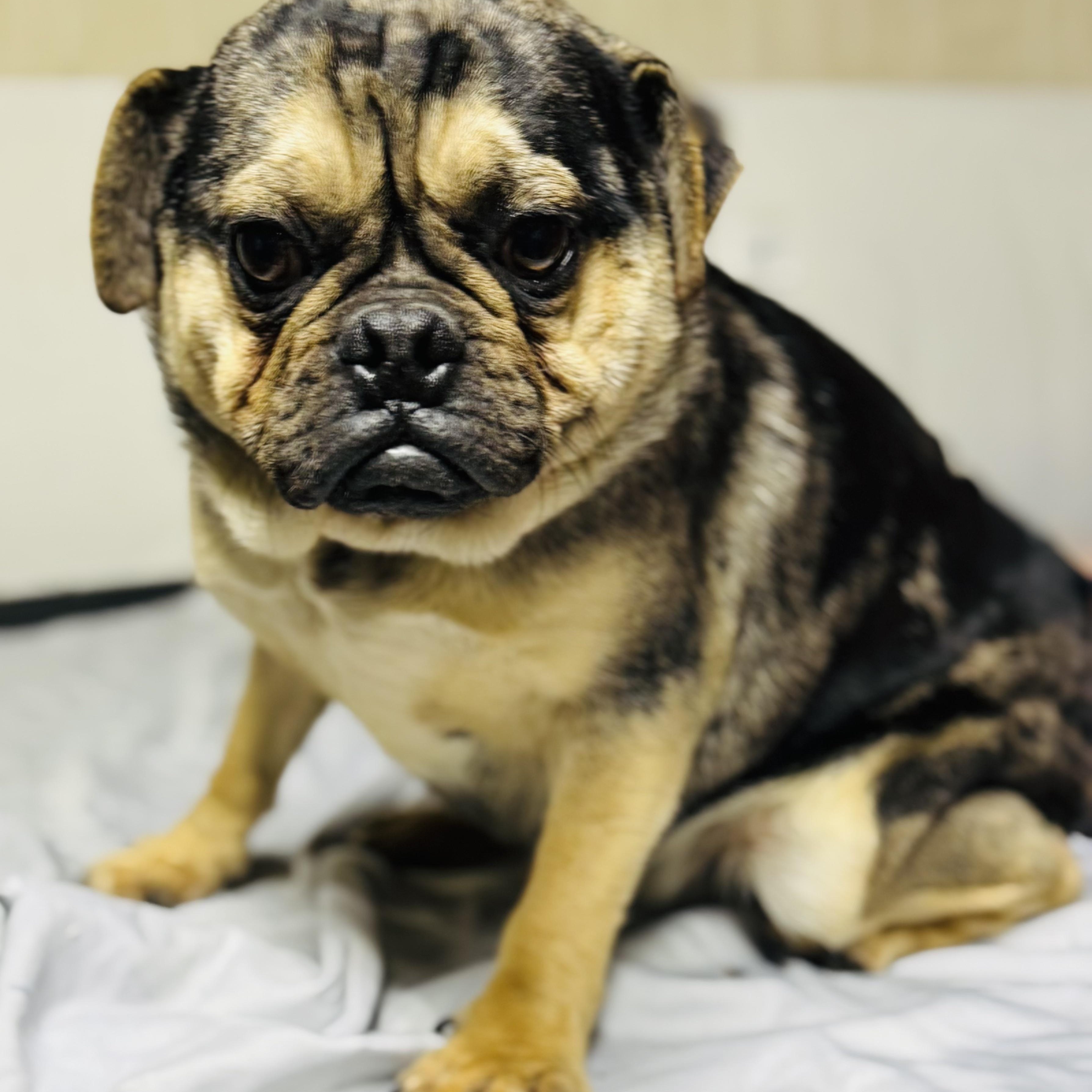 Cody, ADOPTABLE, Adult Male Pug.