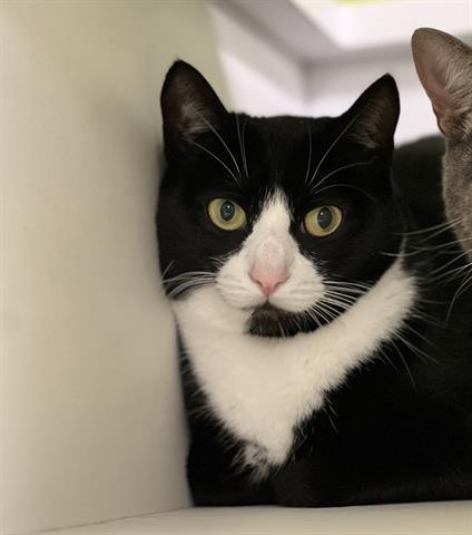 LARK, Adoptable, Adult Female Domestic Short Hair.