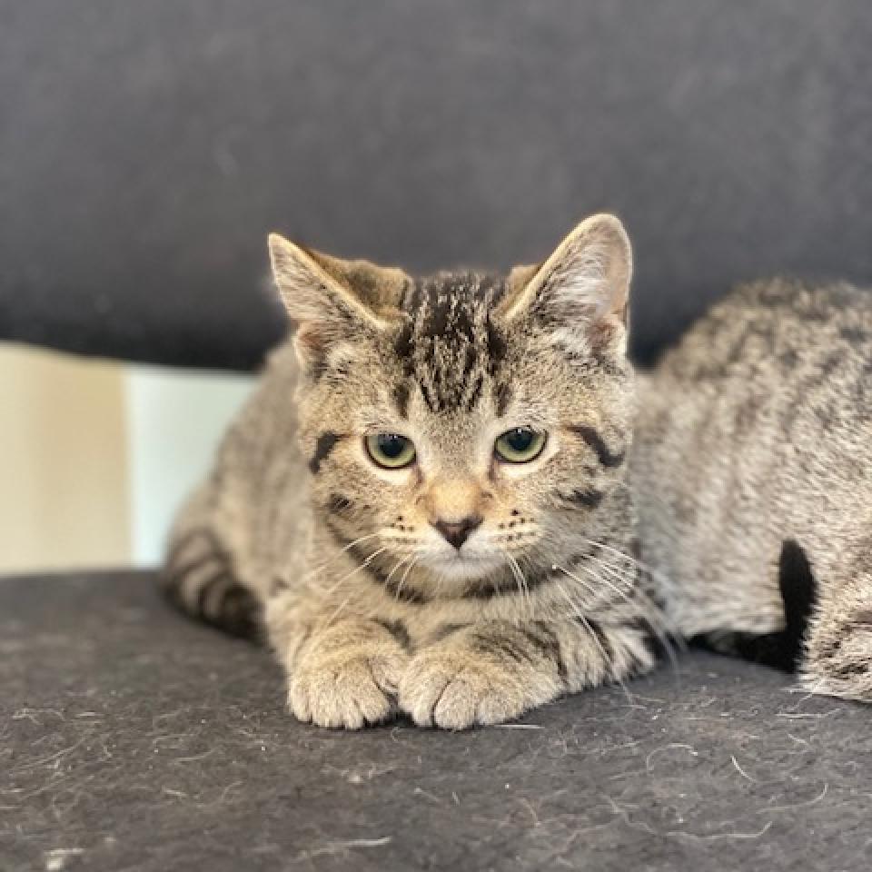 Enlarge Nick, a Adoptable Domestic Short Hair in Wadena, MN image 1/3