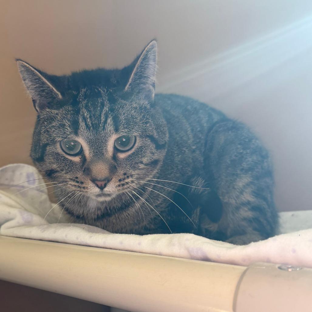 Enlarge Nick, a Adoptable Domestic Short Hair in Wadena, MN image 2/3