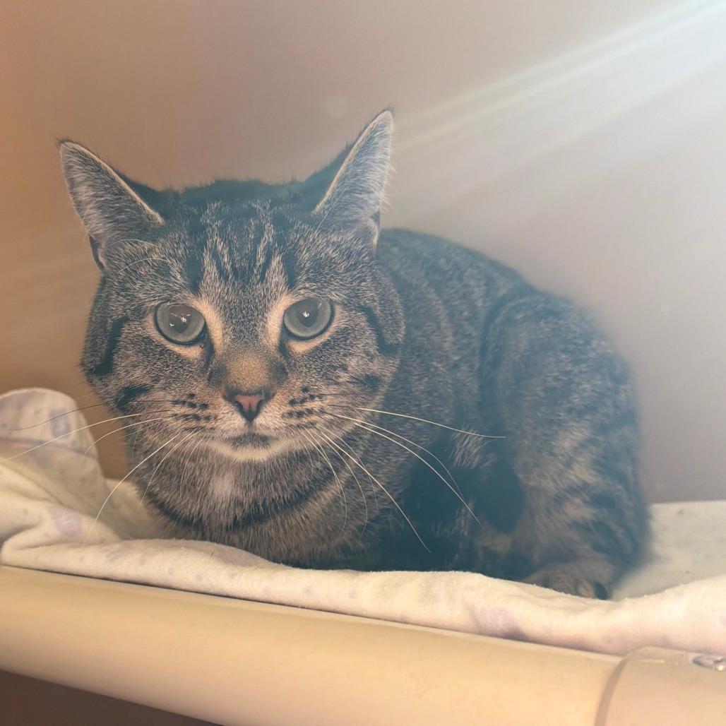 Enlarge Nick, a Adoptable Domestic Short Hair in Wadena, MN image 3/3