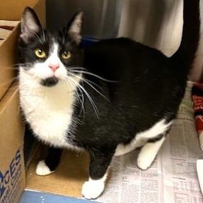 Joey, Adoptable, Young Male Domestic Short Hair.