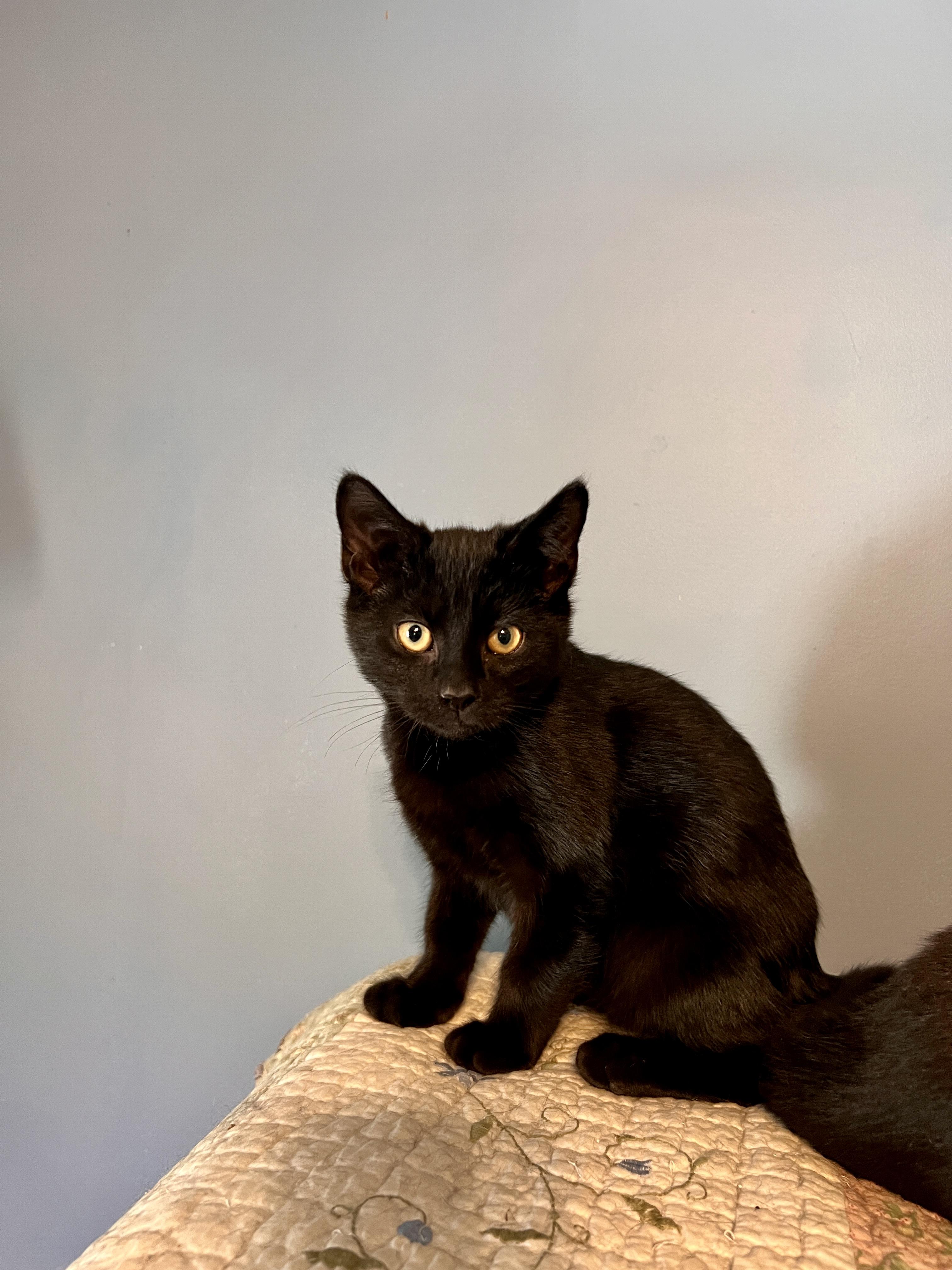 JETHRO, a ADOPTABLE Domestic Short Hair in East Greenwich, RI image 1/2