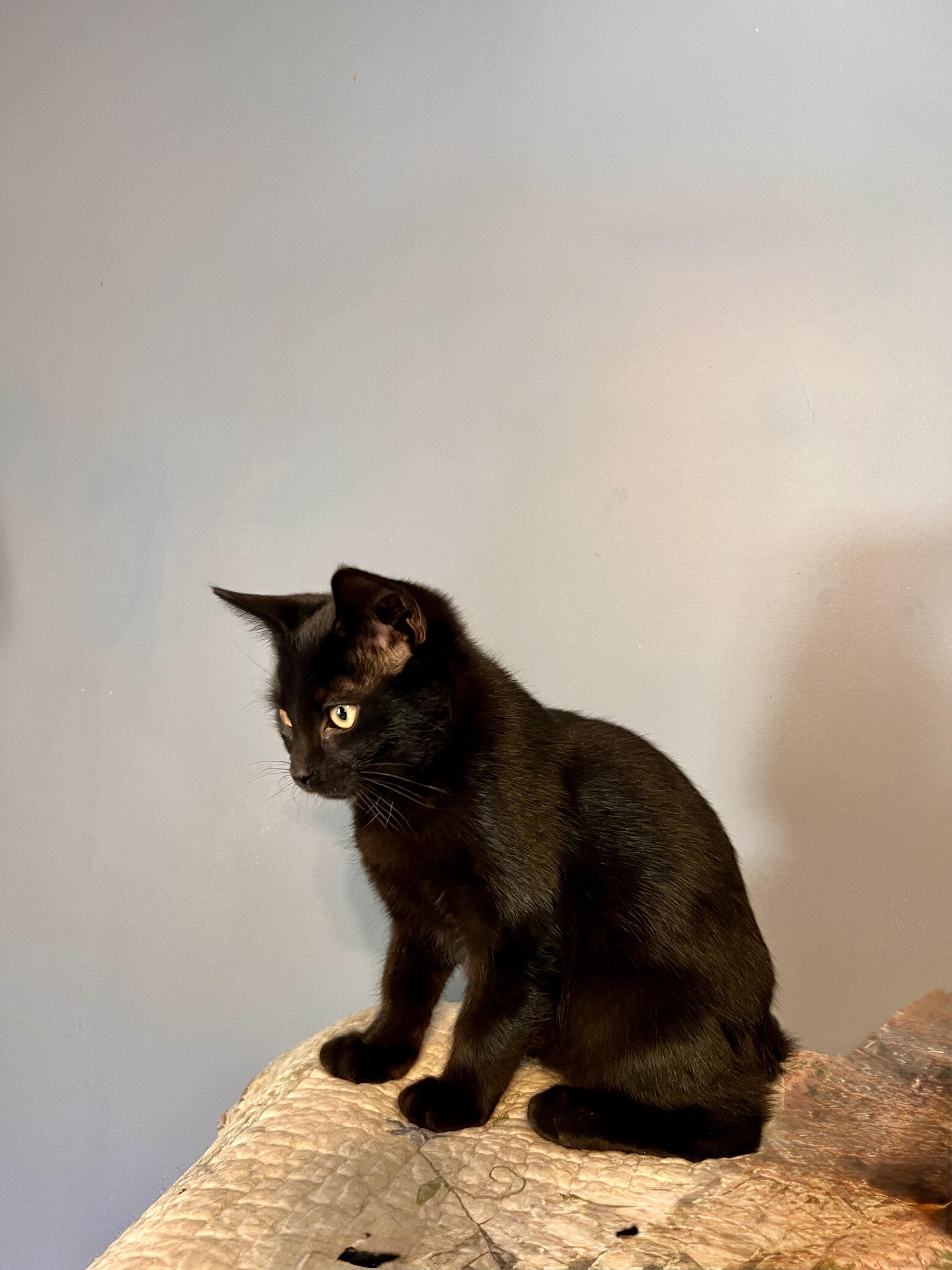 JETHRO, a ADOPTABLE Domestic Short Hair in East Greenwich, RI image 2/2