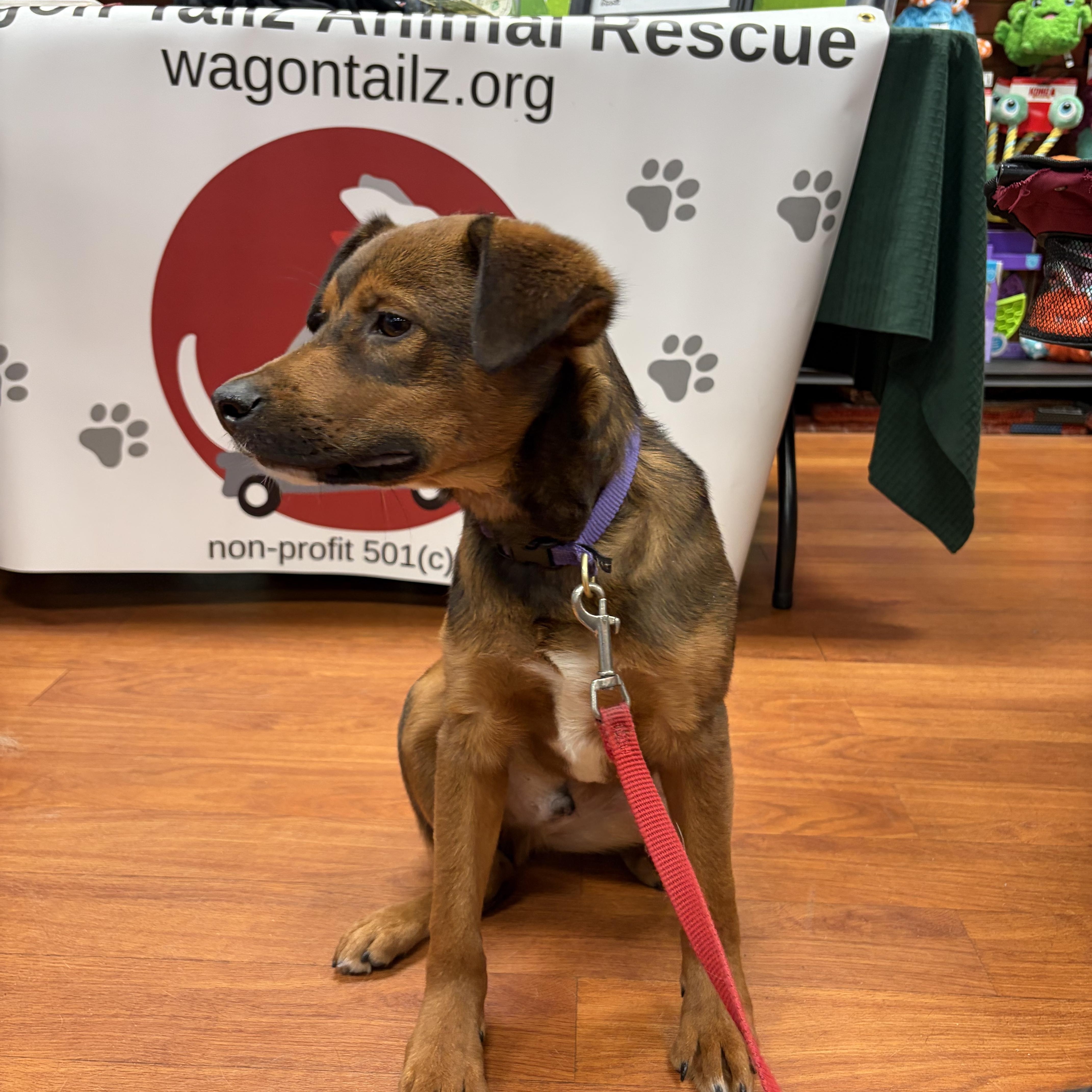 Enlarge Bandit, a Adopted mixed breed in West Grove, PA image 4/4