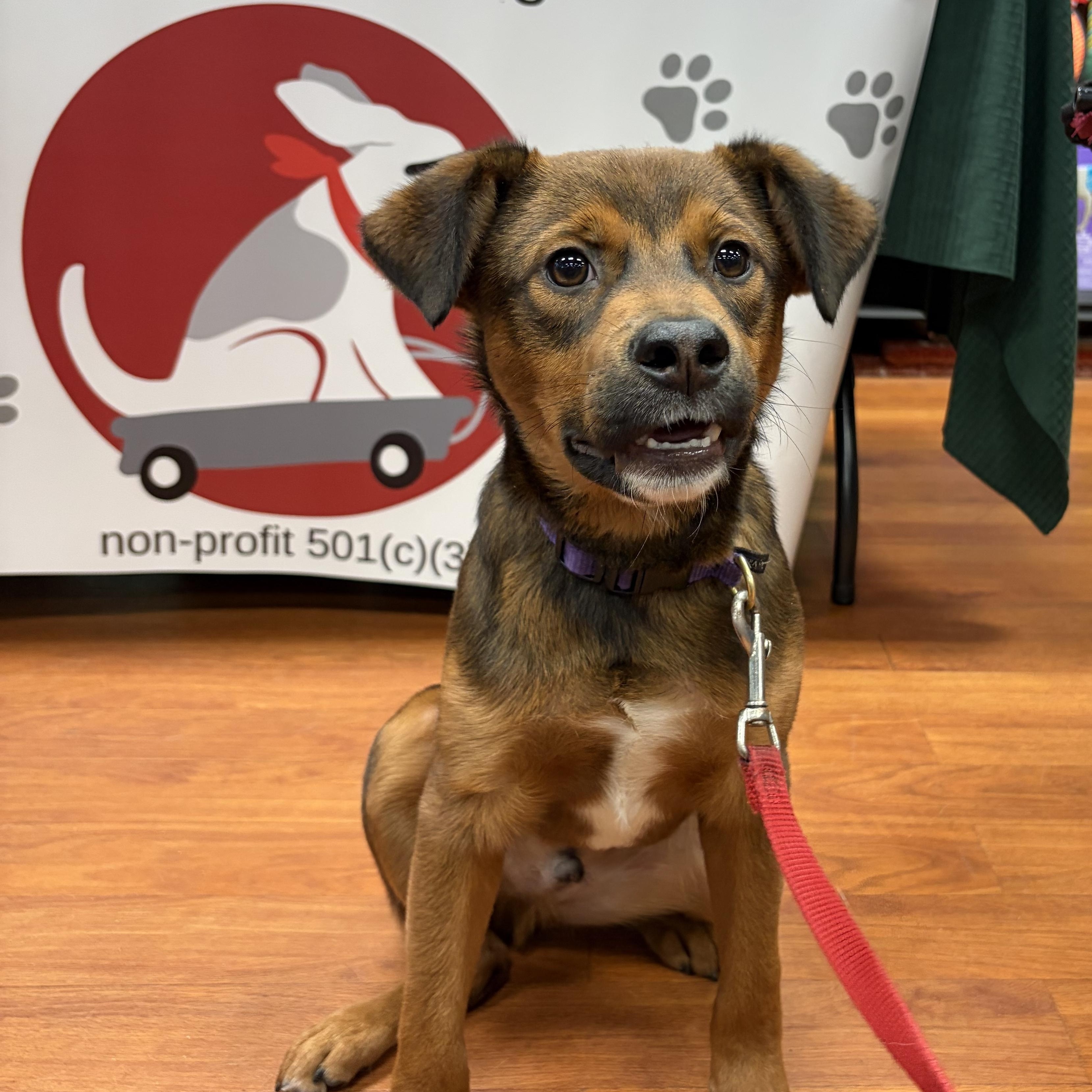Bandit, Adopted, Young Male Australian Shepherd.