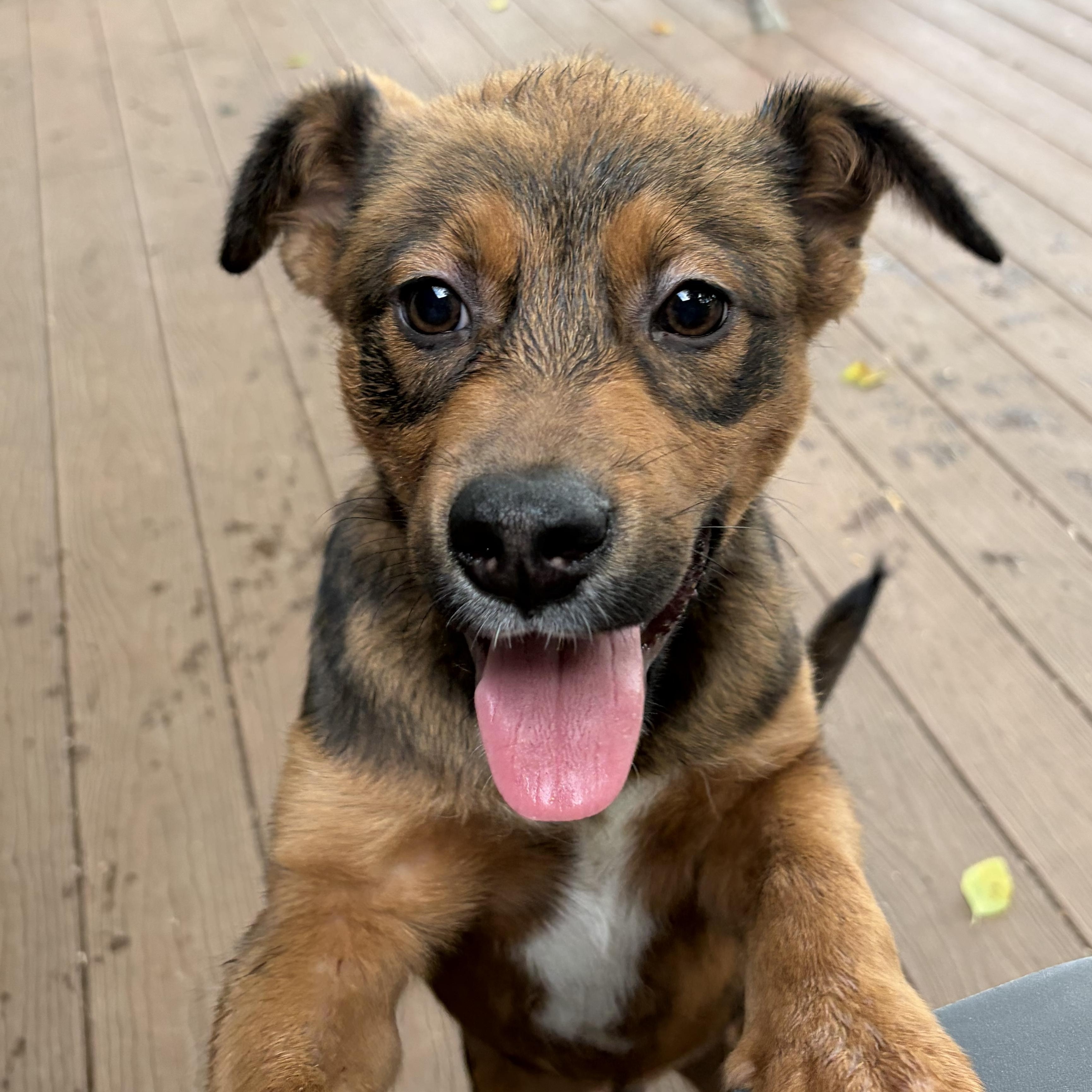 Enlarge Bandit, a Adopted mixed breed in West Grove, PA image 2/4