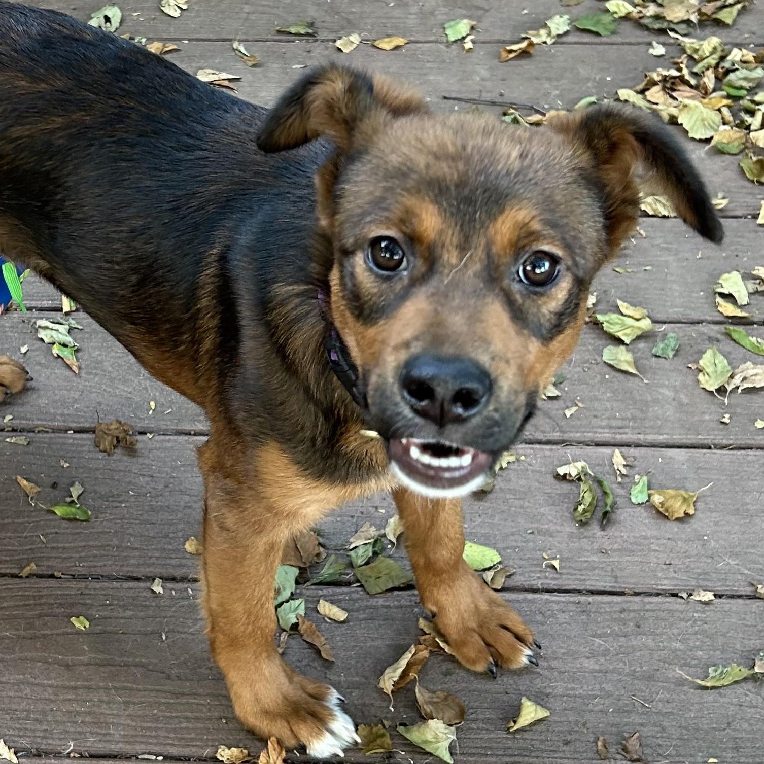 Enlarge Bandit, a Adopted mixed breed in West Grove, PA image 3/4