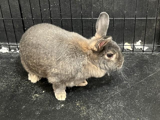 OLIVIA, Adoptable, Young Female Bunny Rabbit.