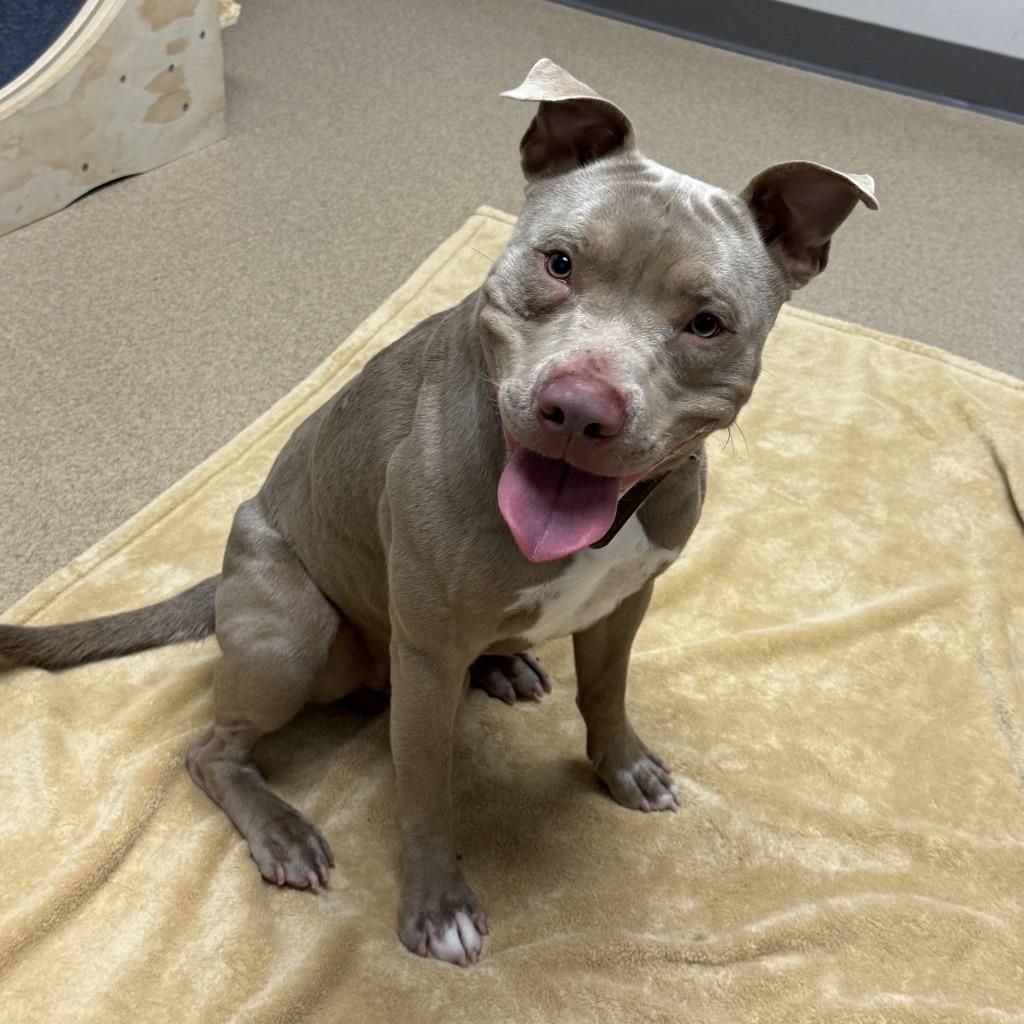 Nemo, a Adoptable Pit Bull Terrier in Brenham, TX image 2/6