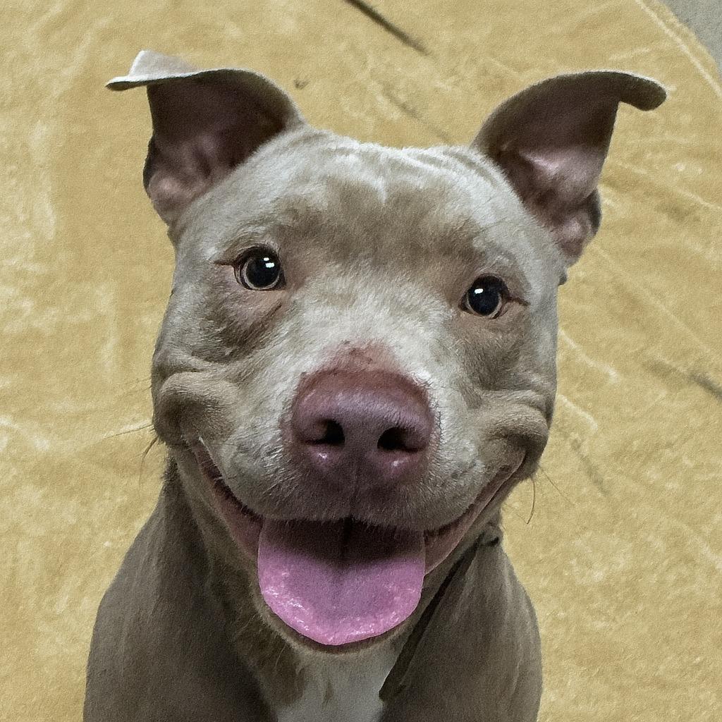 Nemo, Adoptable, Young Male Pit Bull Terrier.