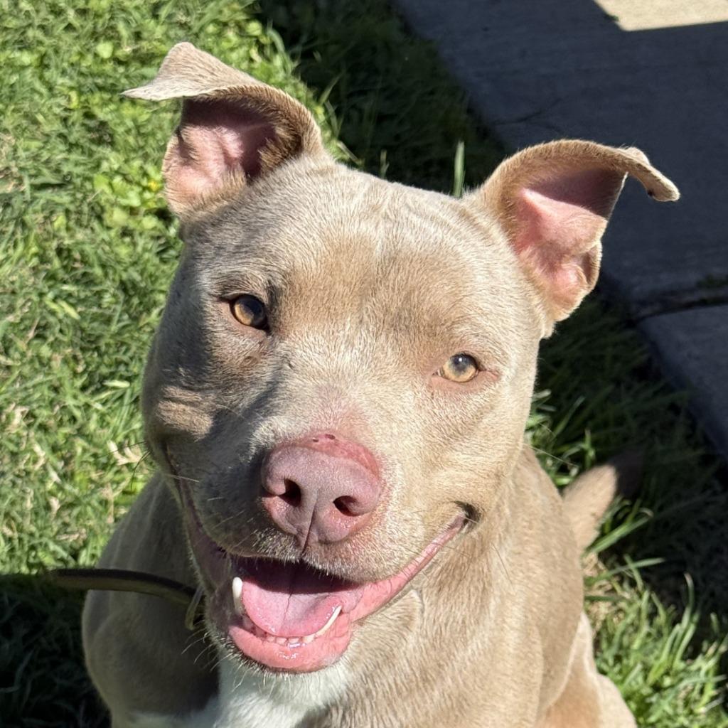 Nemo, Adoptable, Young Male Pit Bull Terrier.