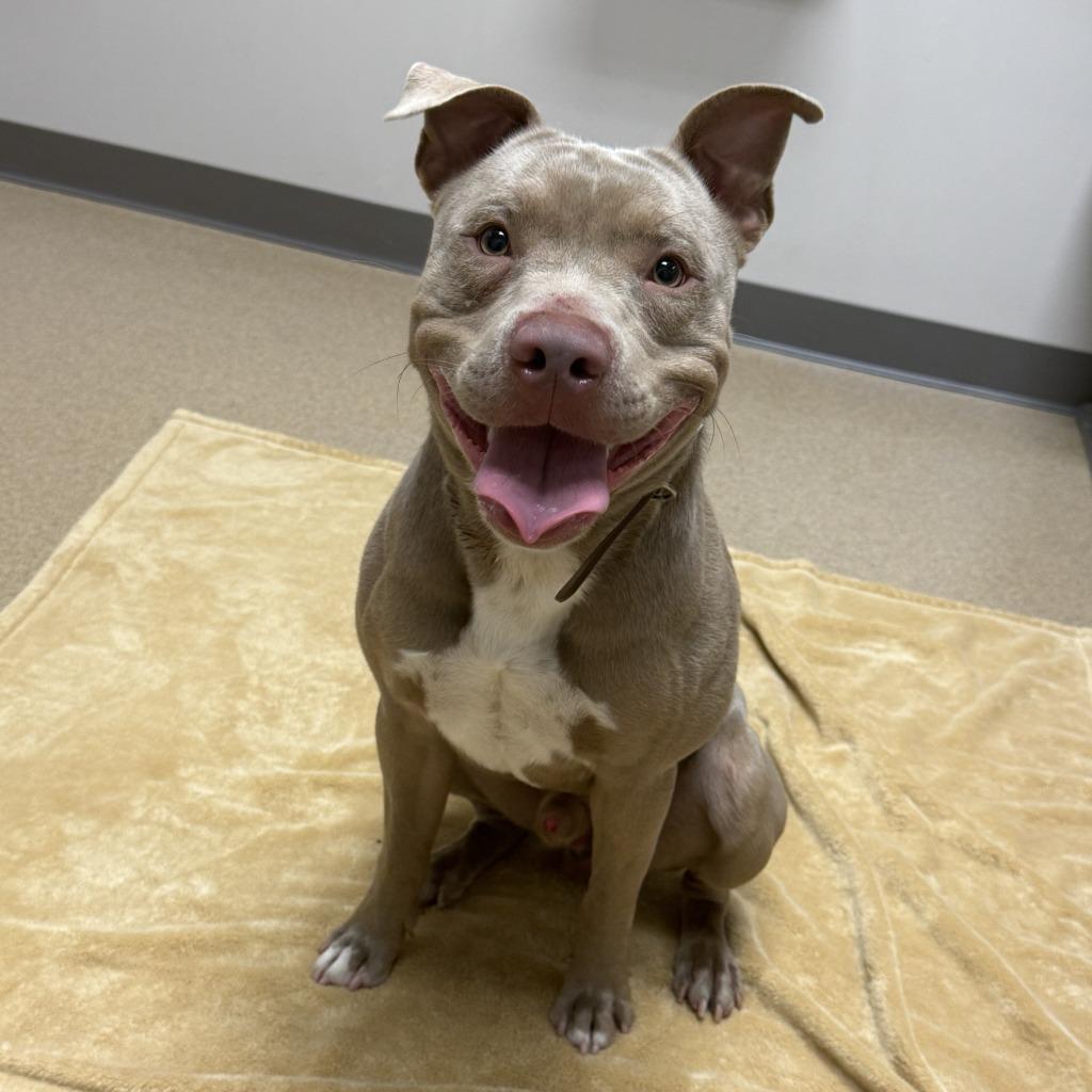 Nemo, a Adoptable Pit Bull Terrier in Brenham, TX image 4/6