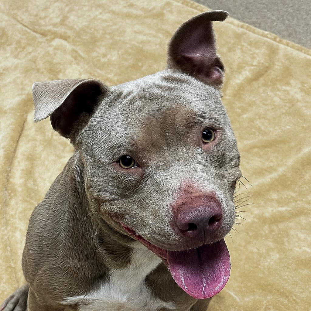 Nemo, a Adoptable Pit Bull Terrier in Brenham, TX image 5/6