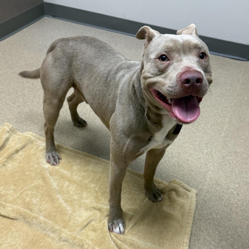 Nemo, a Adoptable Pit Bull Terrier in Brenham, TX image 6/6