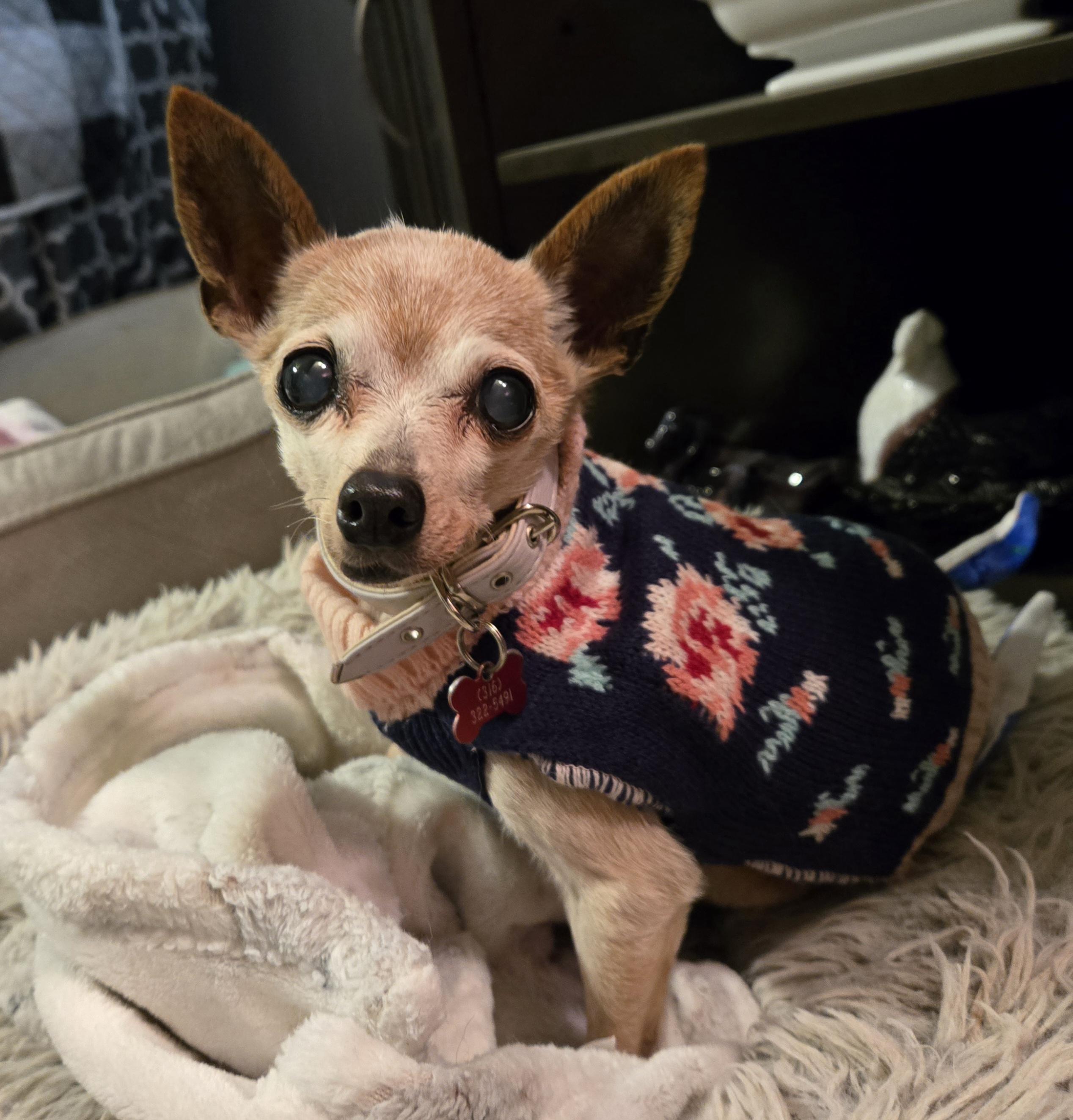 Enlarge Sydney, a ADOPTABLE Chihuahua in El Dorado, KS image 1/5