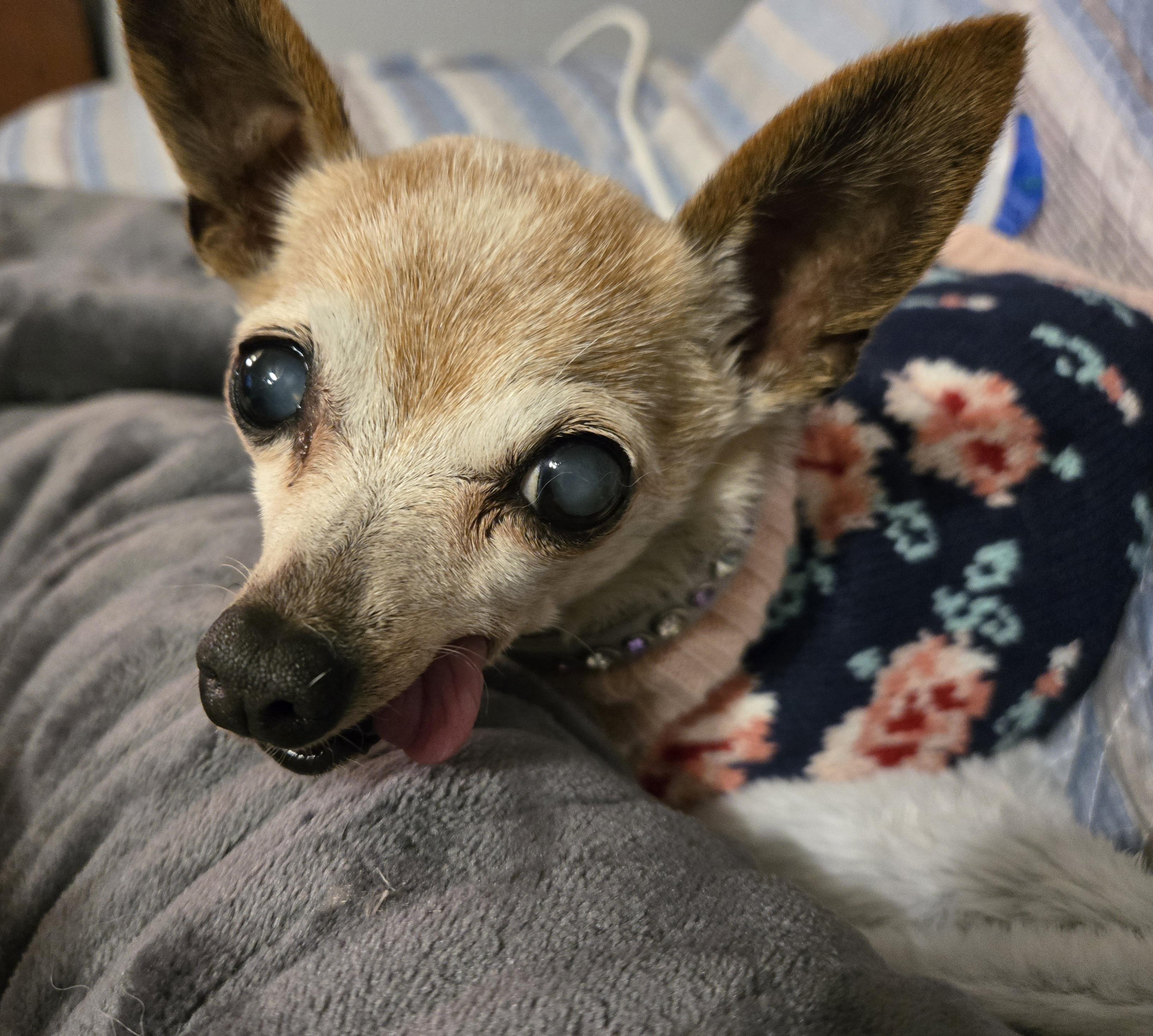 Enlarge Sydney, a ADOPTABLE Chihuahua in El Dorado, KS image 5/5