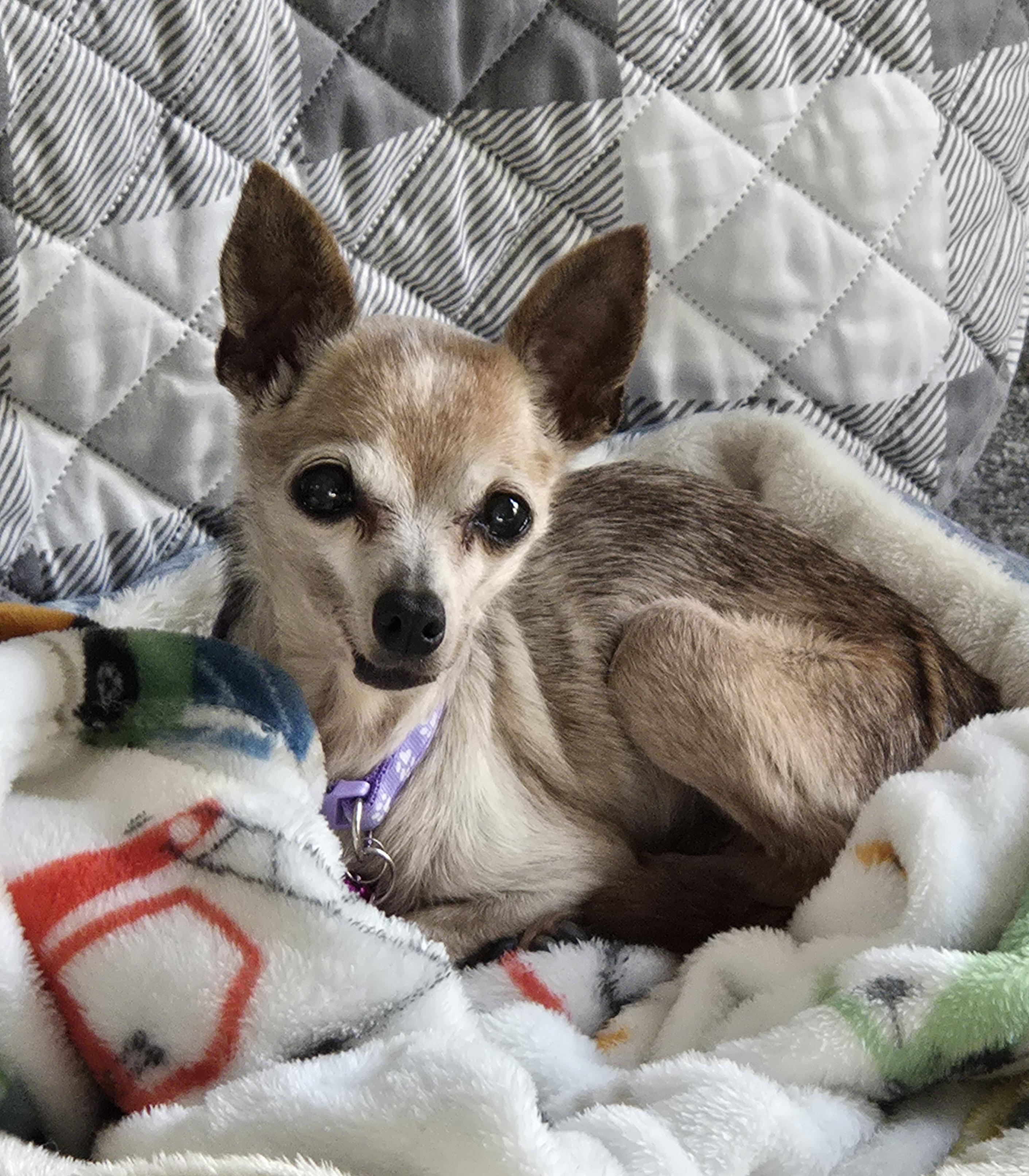 Enlarge Sydney, a ADOPTABLE Chihuahua in El Dorado, KS image 3/5