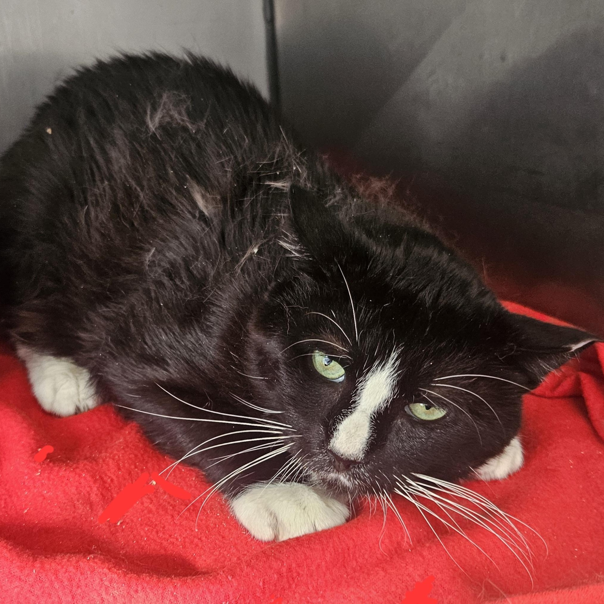 Boss, Adoptable, Young Male Domestic Short Hair.
