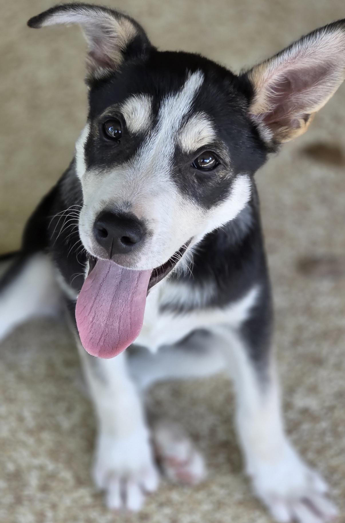 Showers, Adoptable, Young Female Husky & Australian Shepherd.