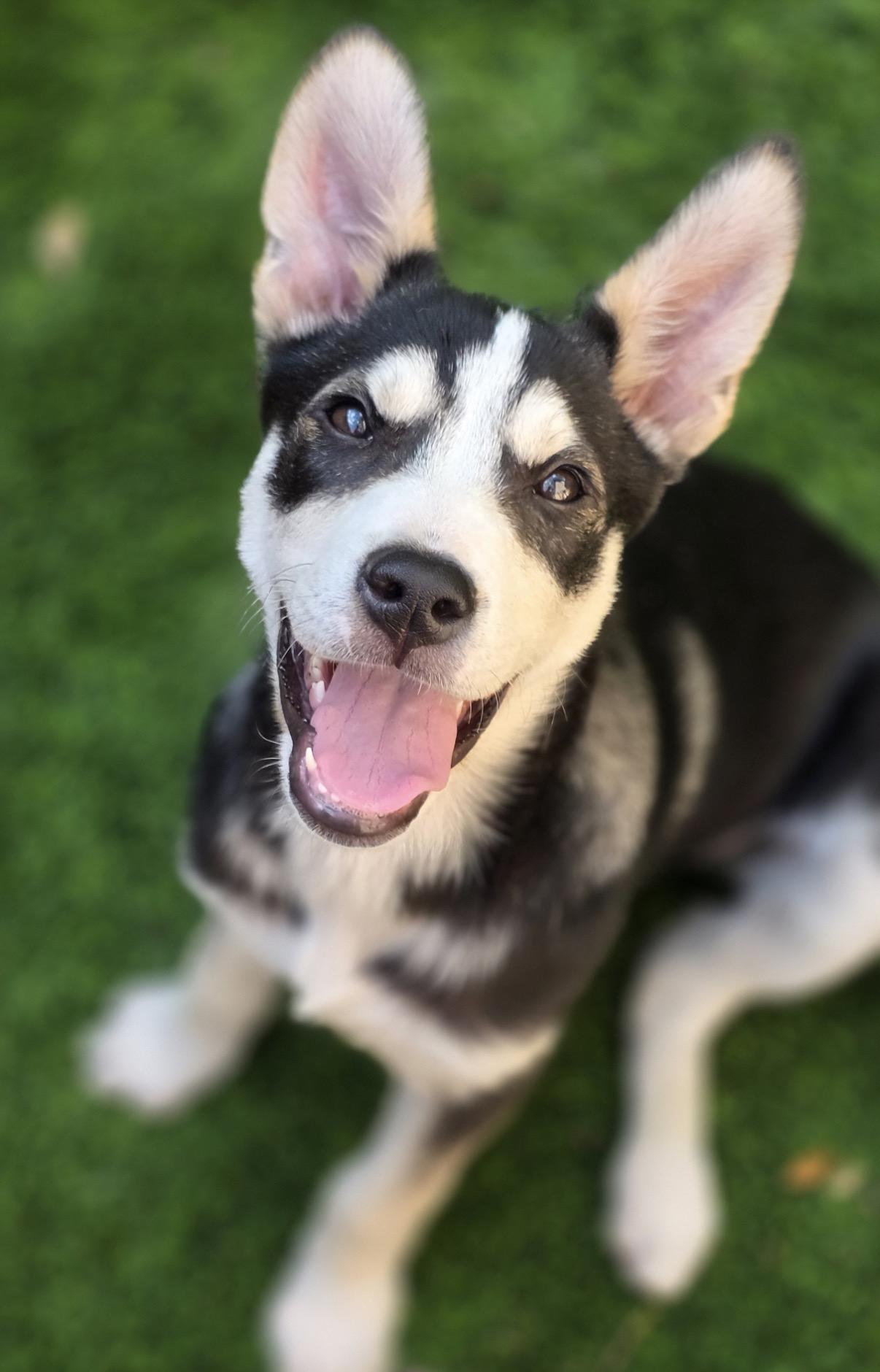 Enlarge Showers, a Adoptable mixed breed in Austin, TX image 3/4