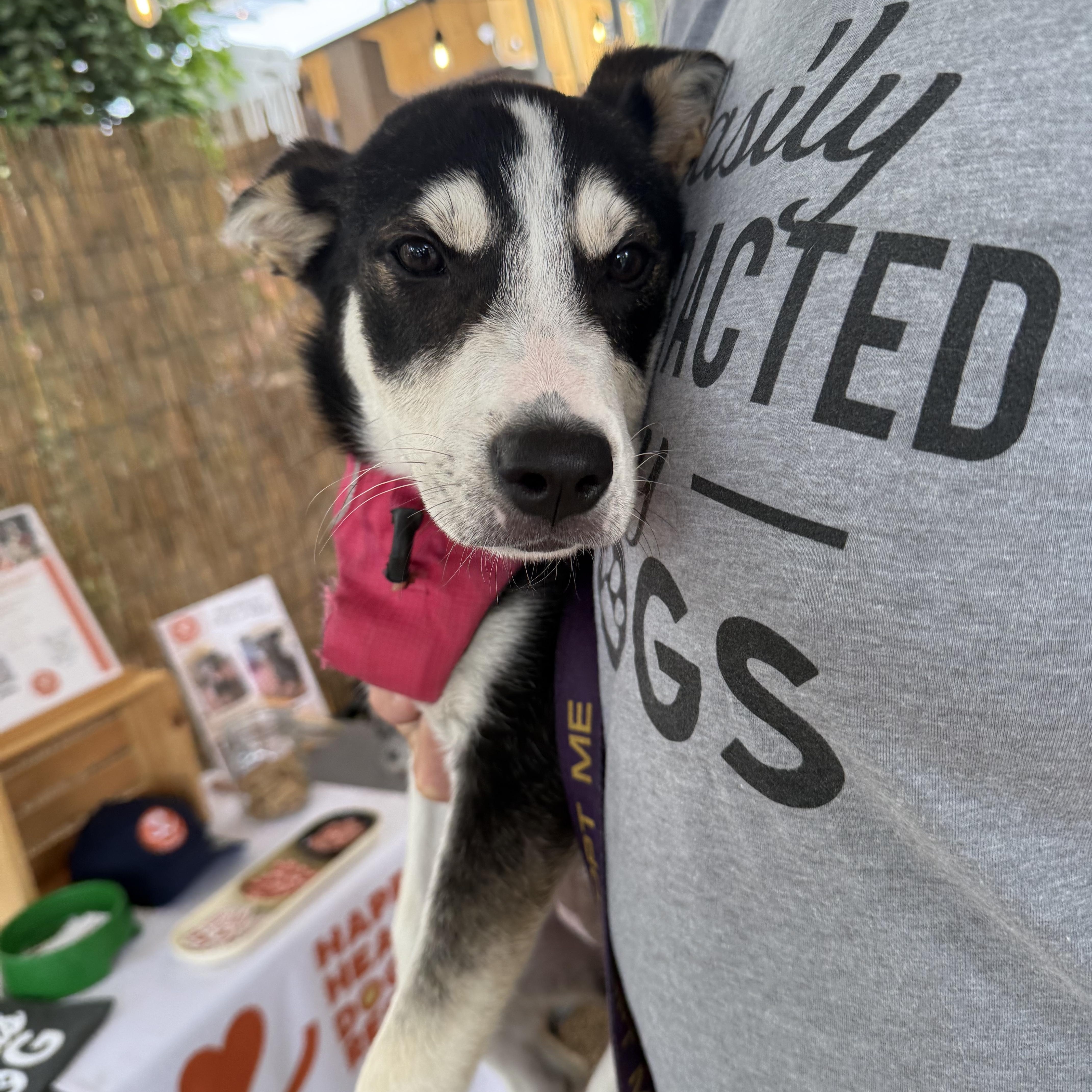 Showers, a Adoptable mixed breed in Austin, TX image 3/5