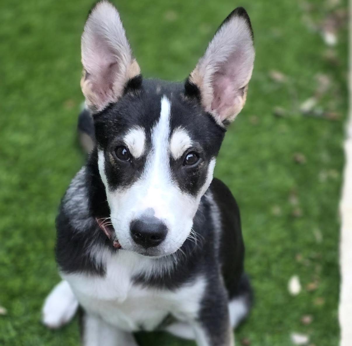 Showers, Adoptable, Puppy Female German Shepherd Dog & Husky.