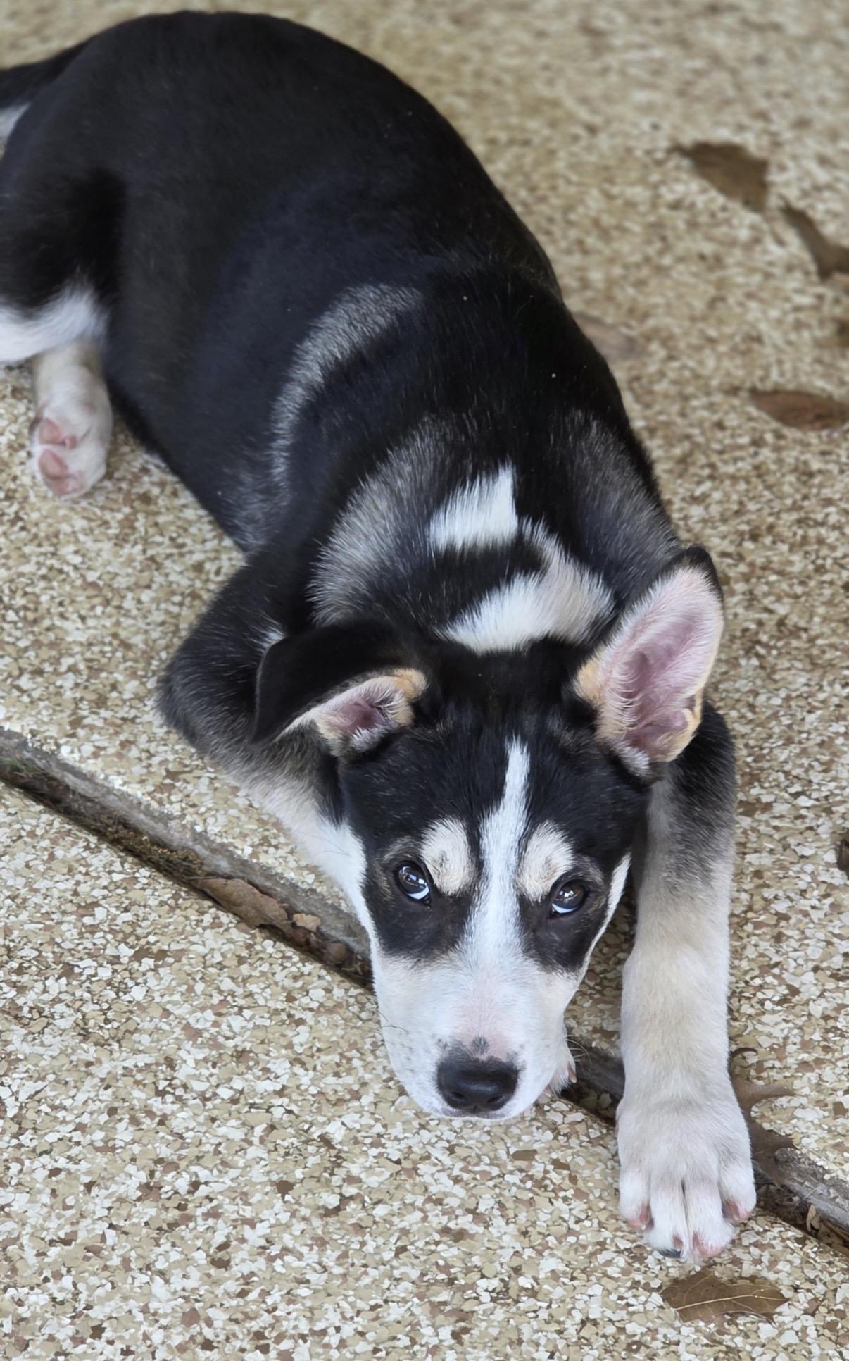 Enlarge Showers, a Adoptable mixed breed in Austin, TX image 4/4