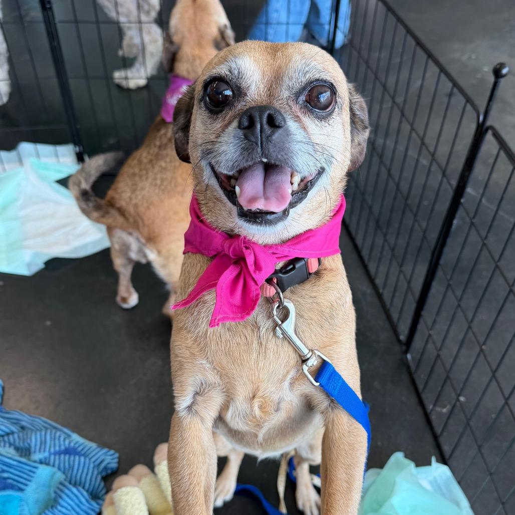 Enlarge Cutie Pie C-34370, a Adoptable mixed breed in Oklahoma City, OK image 2/6