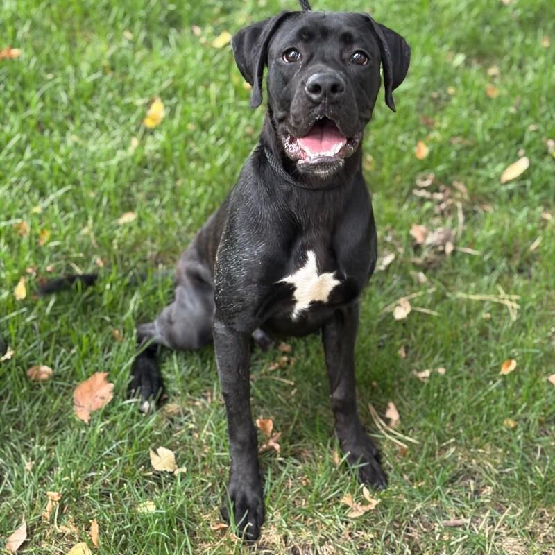 Enlarge Otis - FKA Taylor, an adopted mixed breed in Minneapolis, MN image 2/6