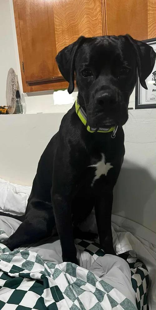 Enlarge Otis - FKA Taylor, an adopted mixed breed in Minneapolis, MN image 3/6