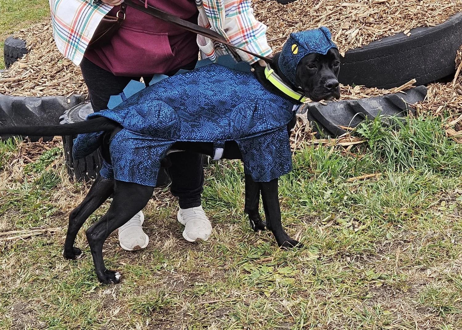 Enlarge Otis - FKA Taylor, an adopted mixed breed in Minneapolis, MN image 4/6