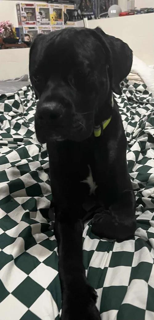 Enlarge Otis - FKA Taylor, an adopted mixed breed in Minneapolis, MN image 5/6