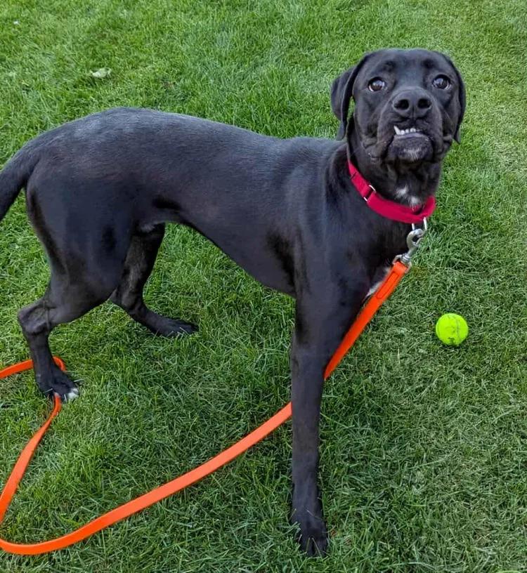 Otis - FKA Taylor, adopted, Young Male Boxer & Great Dane.