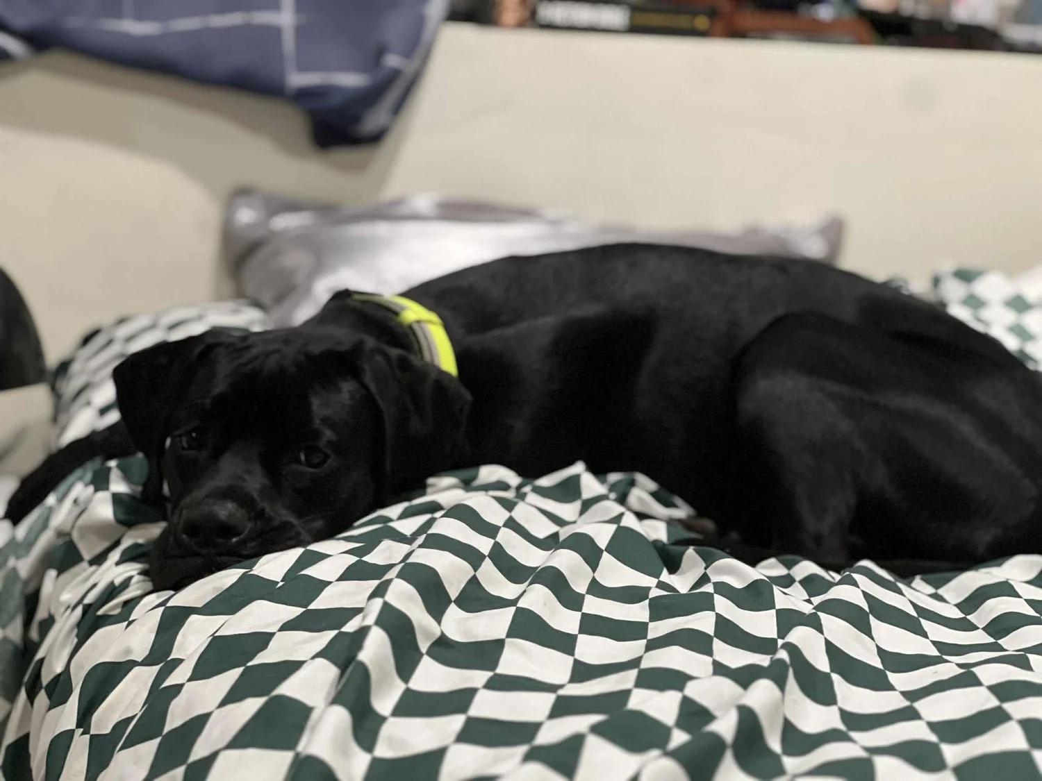 Enlarge Otis - FKA Taylor, an adopted mixed breed in Minneapolis, MN image 6/6