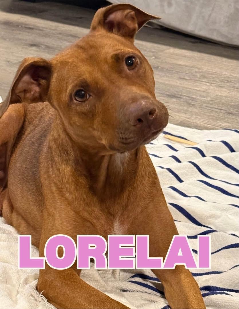 Enlarge Lorelai, a Adoptable mixed breed in Shalimar, FL image 1/1