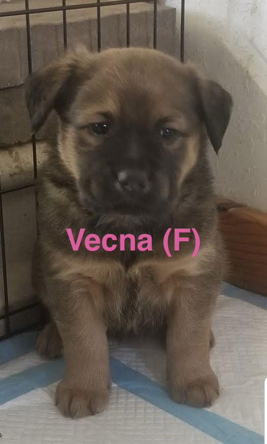Enlarge Vecna, a Adoptable mixed breed in Winter Park, CO image 1/2