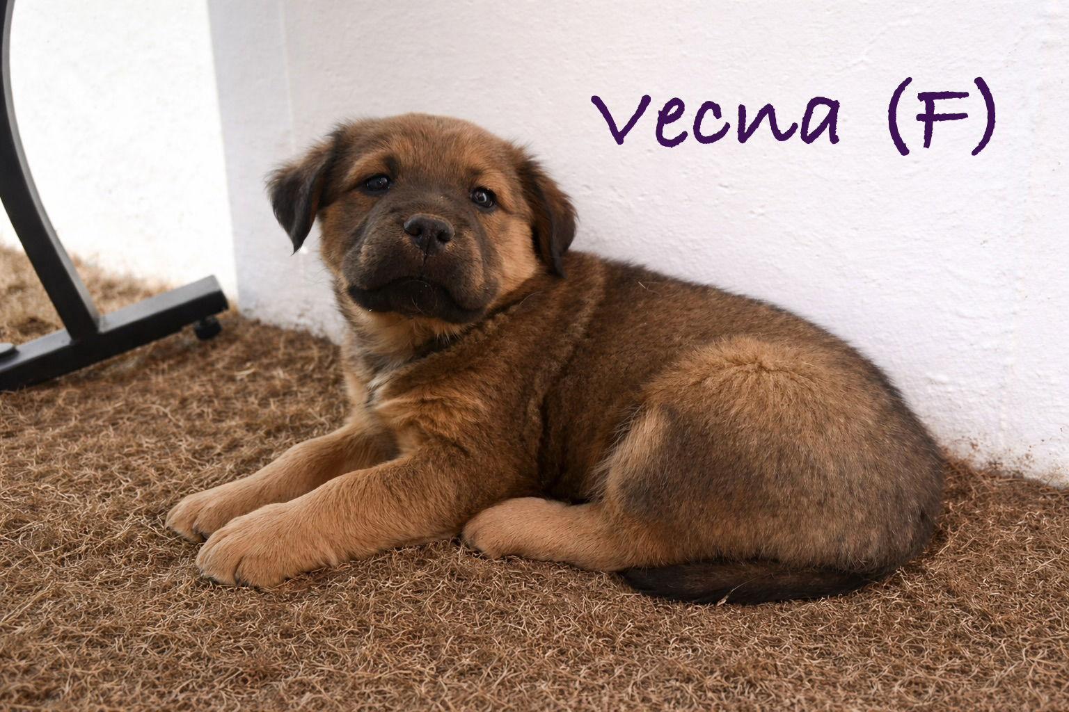 Enlarge Vecna, a Adoptable mixed breed in Winter Park, CO image 2/2