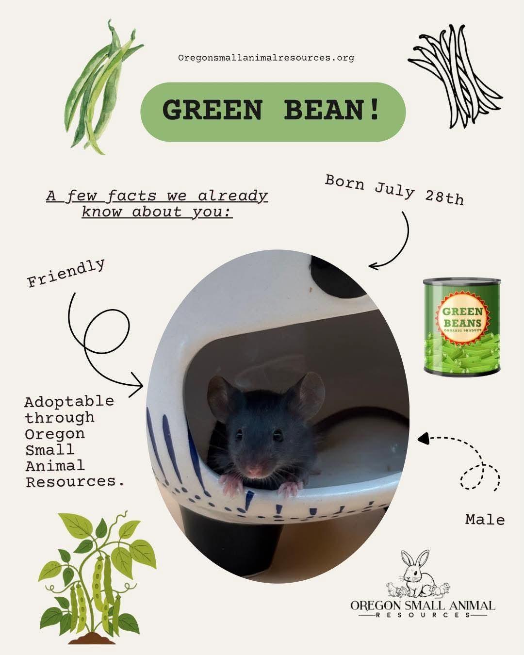 Enlarge Green Bean, a ADOPTABLE Mouse in Springfield, OR image 1/1