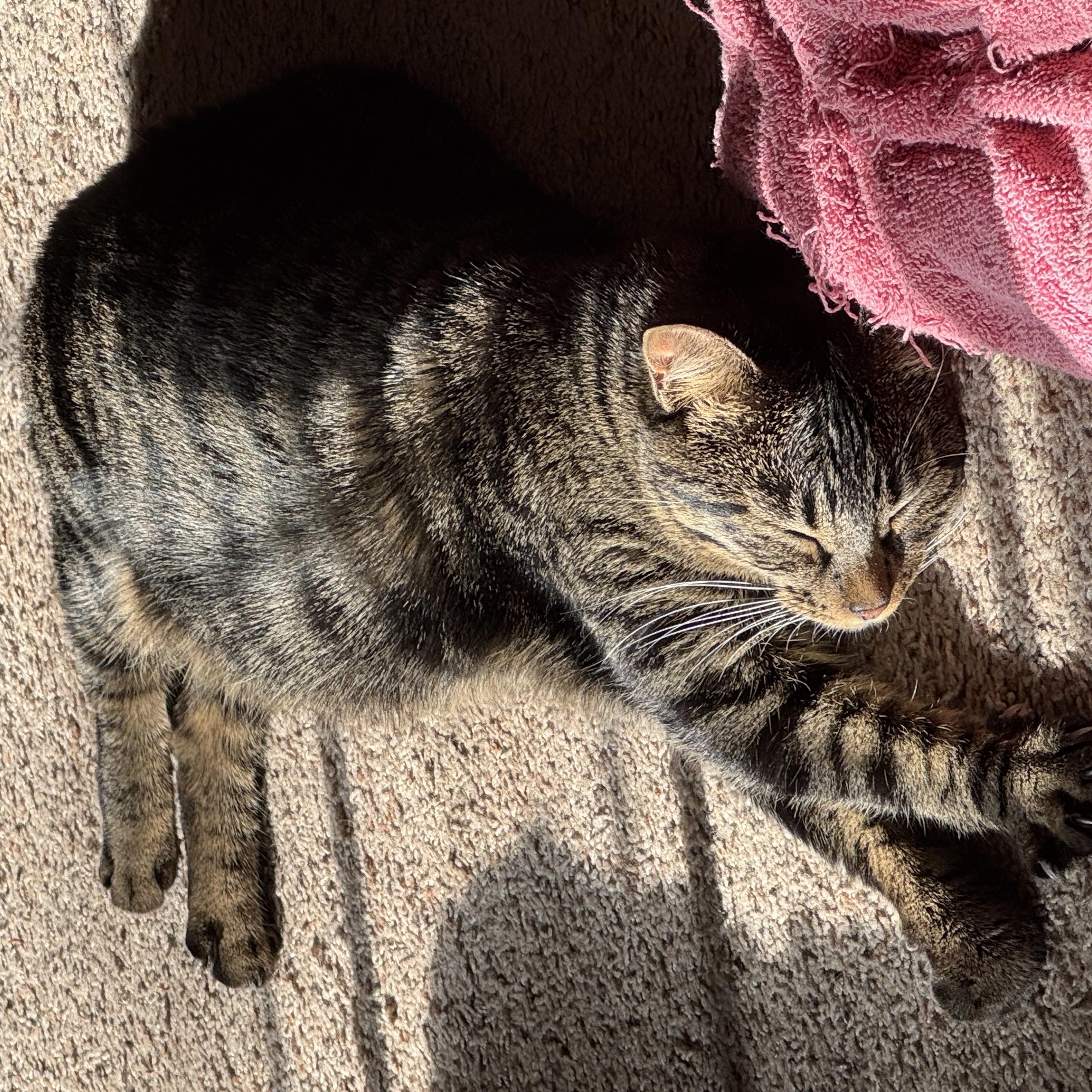 Lucy, a ADOPTABLE Tabby in San Francisco, CA image 5/6