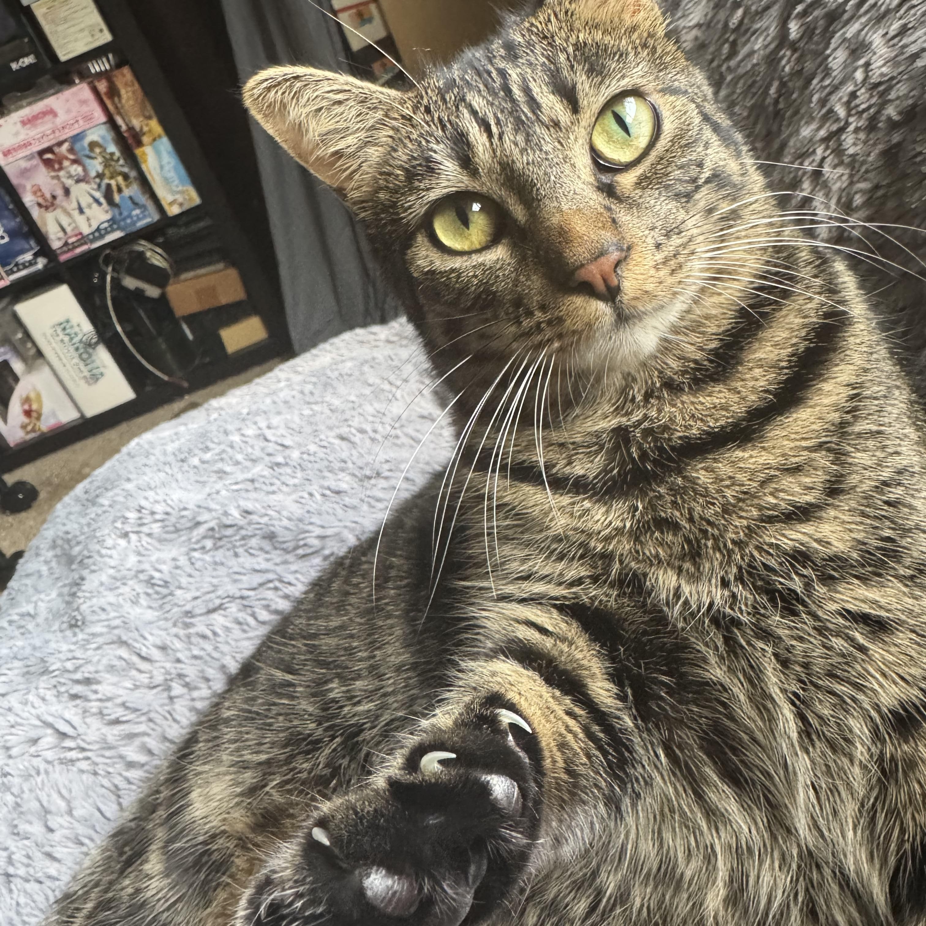 Lucy, a ADOPTABLE Tabby in San Francisco, CA image 1/6